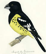 Black-backed Grosbeak