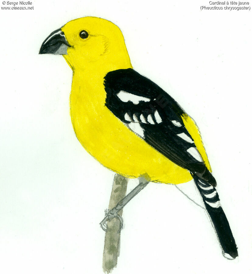 Golden Grosbeak, identification