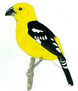 Golden Grosbeak