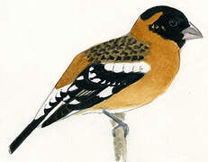 Black-headed Grosbeak