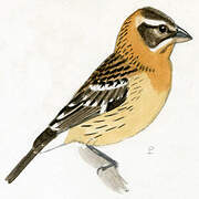 Black-headed Grosbeak