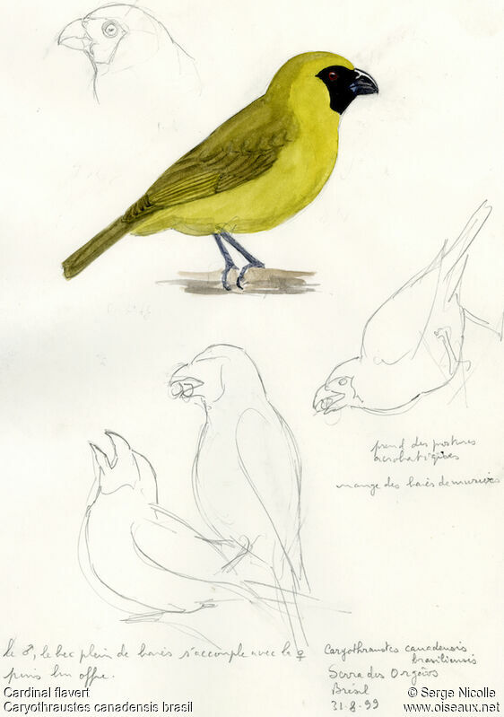 Cardinal flavert, identification