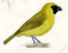 Yellow-green Grosbeak