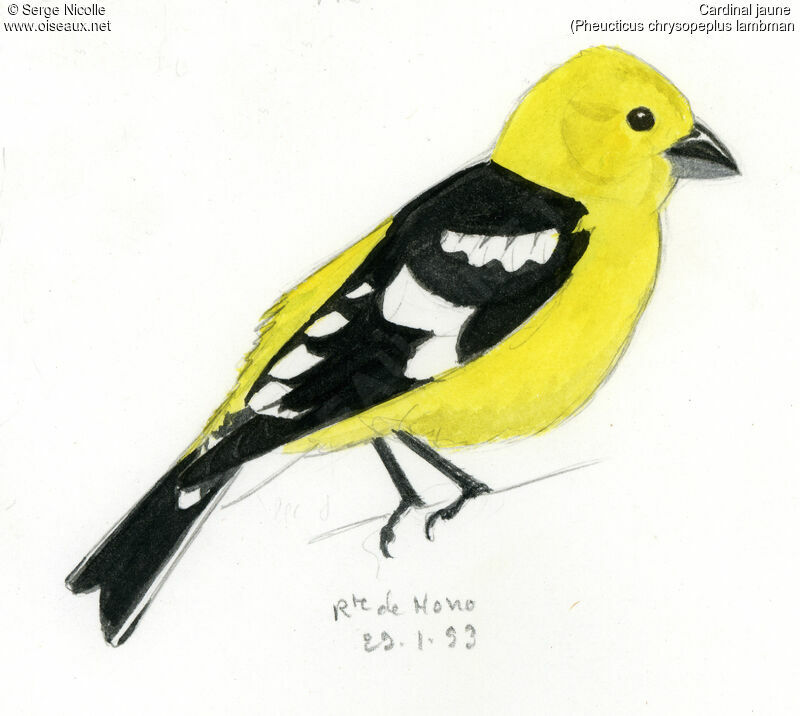 Cardinal jaune, identification