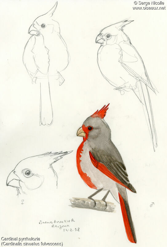 Cardinal pyrrhuloxia, identification