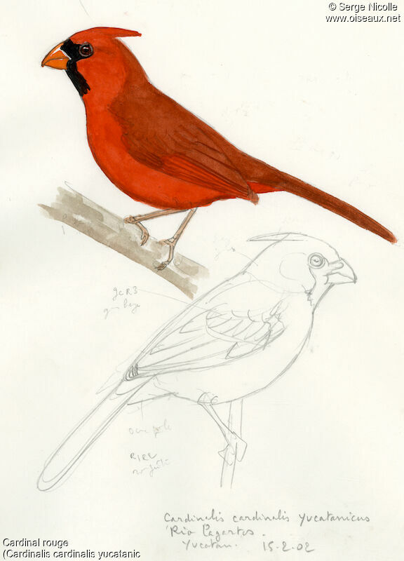 Cardinal rouge, identification