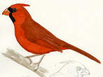 Cardinal rouge