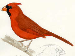 Cardinal rouge