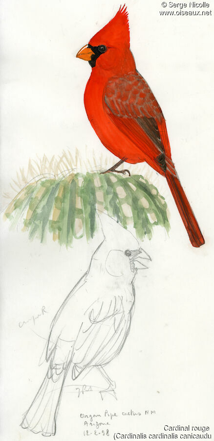 Northern Cardinal, identification