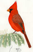 Cardinal rouge