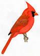 Cardinal rouge