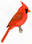 Northern Cardinal