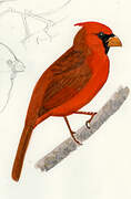 Cardinal rouge