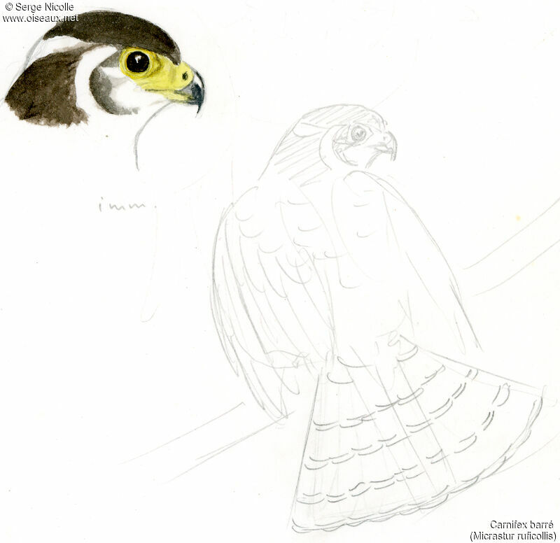 Barred Forest Falconjuvenile, identification