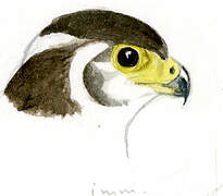 Barred Forest Falcon