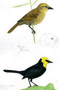 Yellow-hooded Blackbird