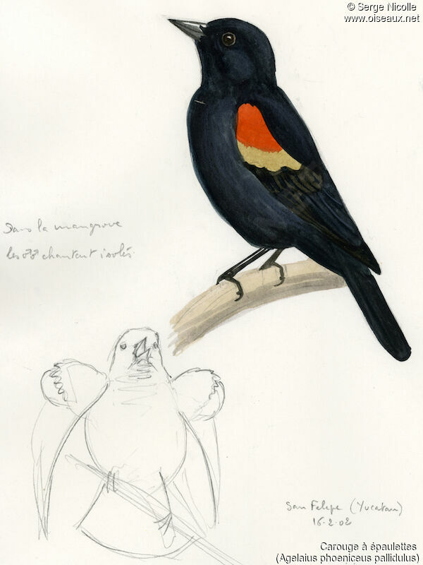 Red-winged Blackbird, identification