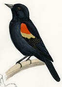 Red-winged Blackbird