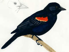 Red-winged Blackbird