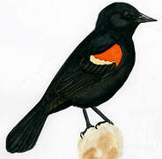 Red-winged Blackbird