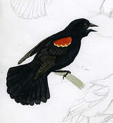 Red-winged Blackbird