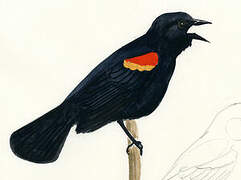 Red-winged Blackbird