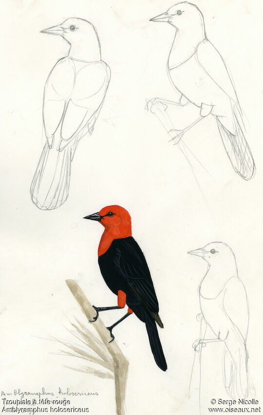 Scarlet-headed Blackbird identification