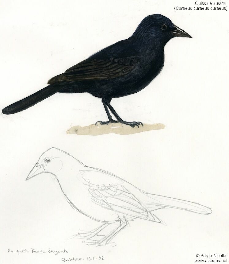 Carouge austral identification