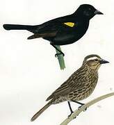 Yellow-winged Blackbird