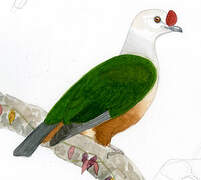 Red-knobbed Imperial Pigeon