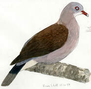 Mountain Imperial Pigeon