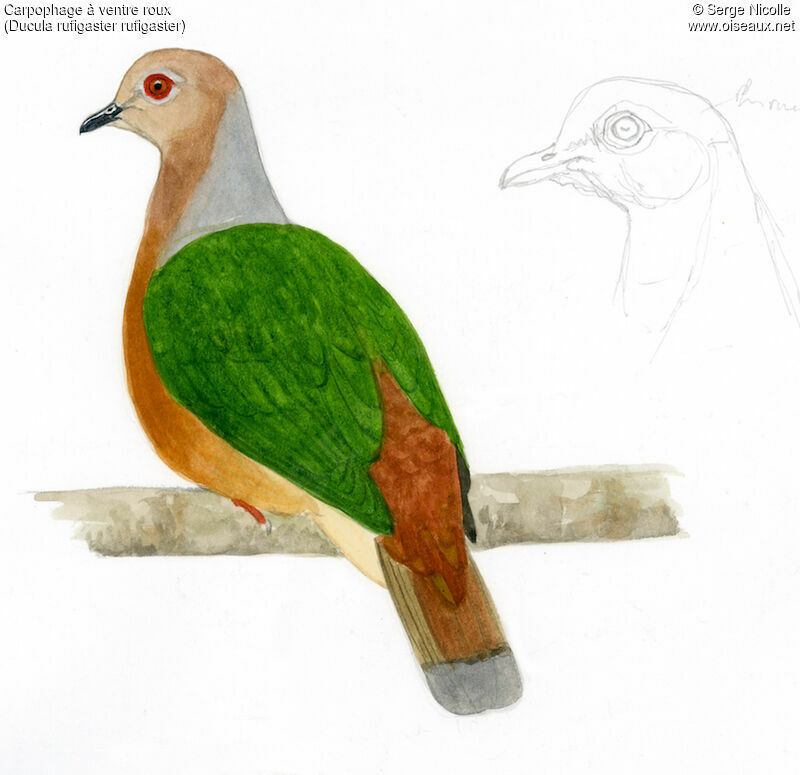 Purple-tailed Imperial Pigeon