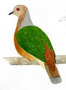 Purple-tailed Imperial Pigeon