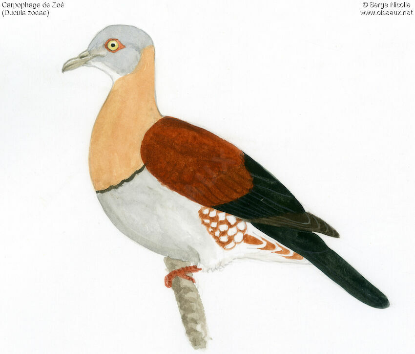 Zoe's Imperial Pigeon, identification