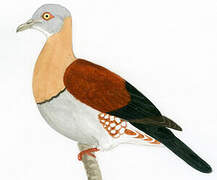 Zoe's Imperial Pigeon