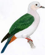 Island Imperial Pigeon