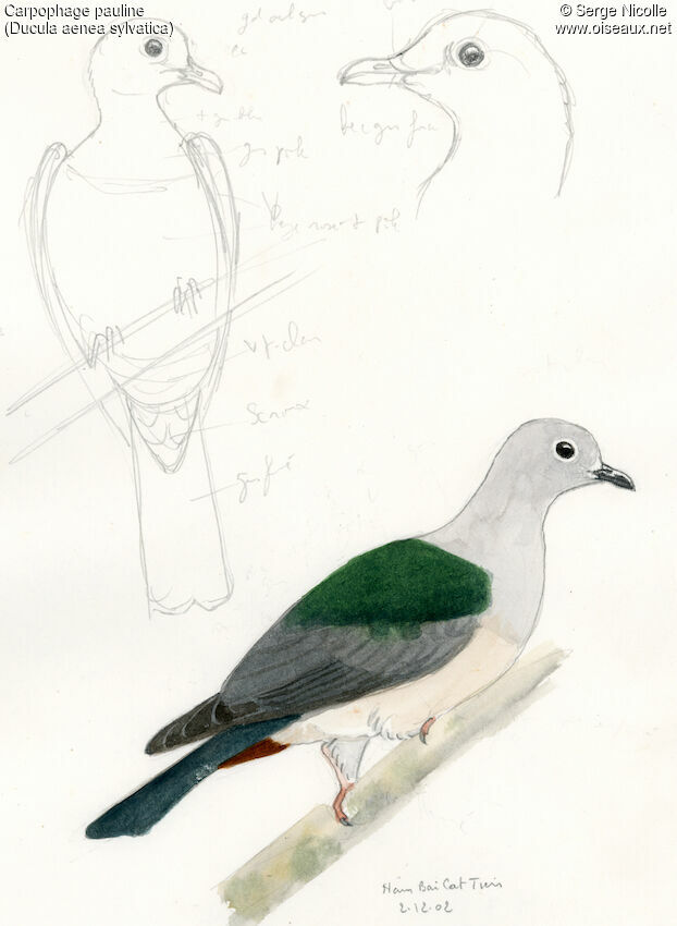 Green Imperial Pigeon, identification