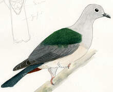 Green Imperial Pigeon