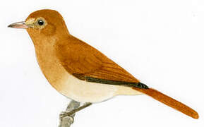 Rufous Casiornis