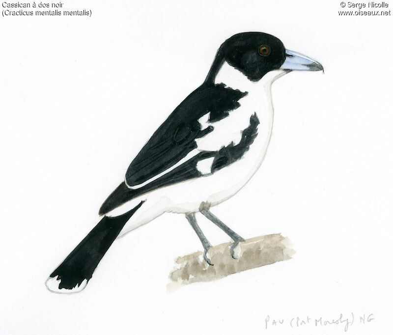 Black-backed Butcherbird, identification