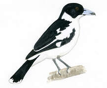 Black-backed Butcherbird