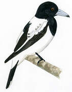 Hooded Butcherbird