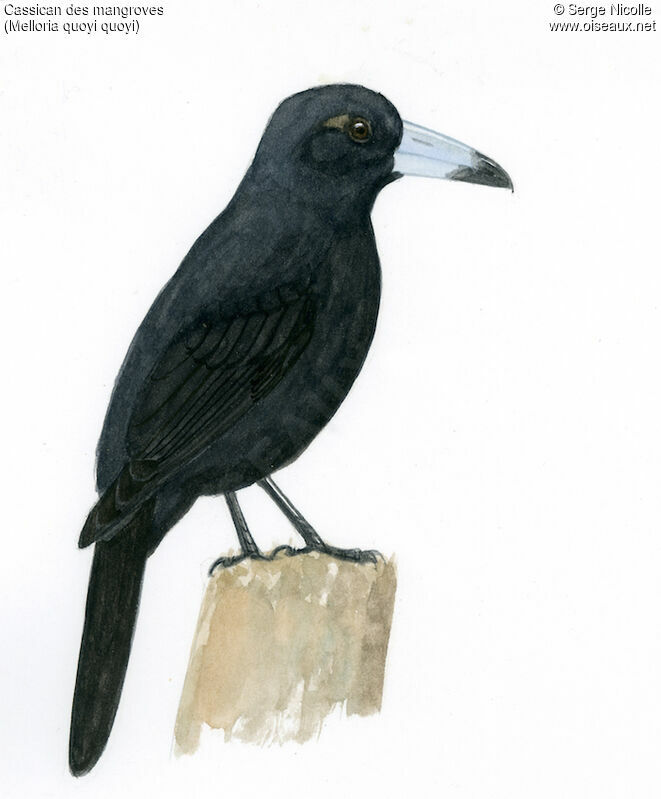Black Butcherbird, identification