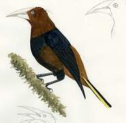 Chestnut-headed Oropendola