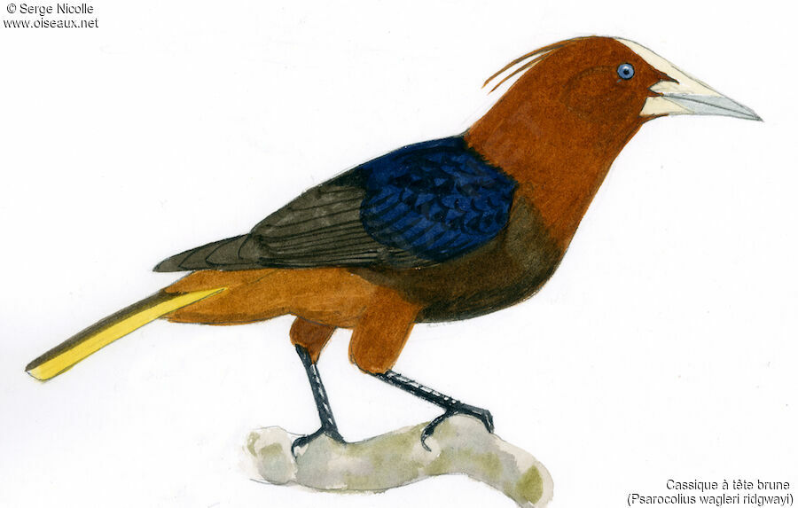 Chestnut-headed Oropendola, identification