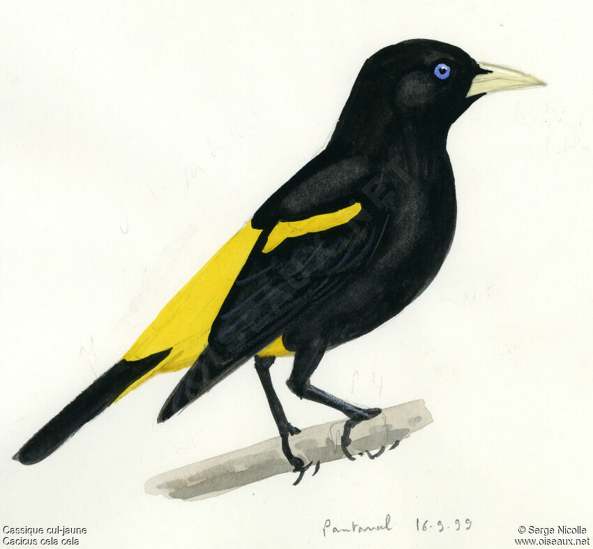 Yellow-rumped Cacique, identification