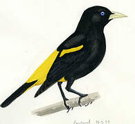 Yellow-rumped Cacique