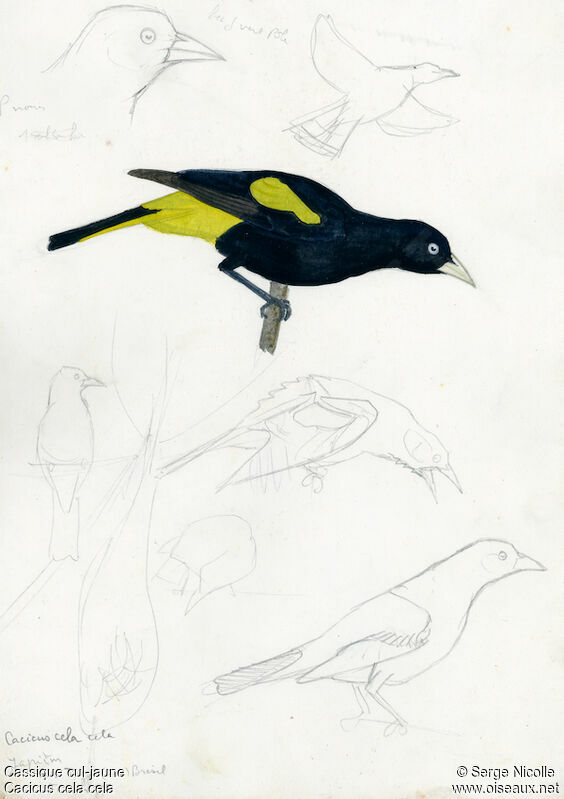 Yellow-rumped Cacique, identification