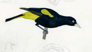 Yellow-rumped Cacique