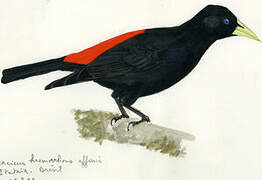 Red-rumped Cacique